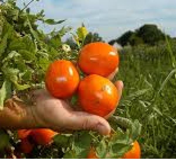 NBCERT Belgelendirme